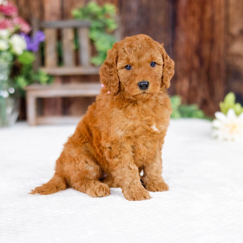 brown puppy looking at the camera